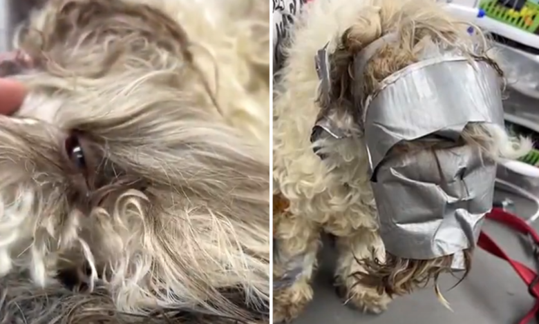 The dog went missing but was recently found 'wrapped' in duct tape and thrown away like trash