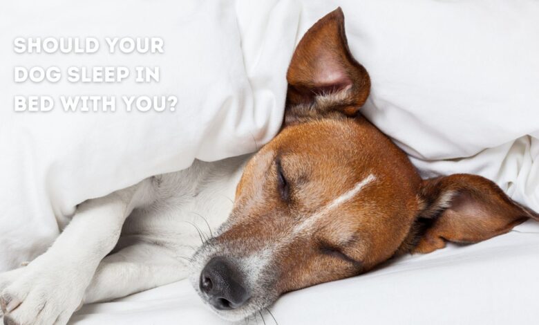 Should Dogs Sleep on the Bed?