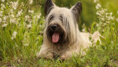 Weight and height of male and female Skye Terriers by age