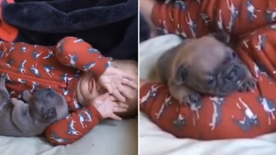 'Enthralled' puppies hold baby tightly during a tender nap time bonding session