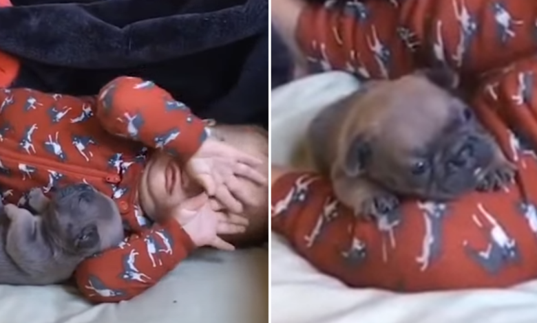 'Enthralled' puppies hold baby tightly during a tender nap time bonding session