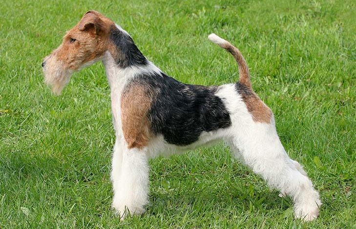 Weight and height of male and female long-haired Fox terriers by age