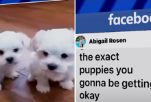 Florida couple devastated by elaborate online puppy scam