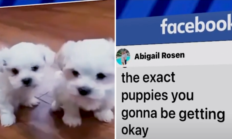 Florida couple devastated by elaborate online puppy scam