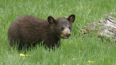 Black bear cubs are cute, but wildlife experts advise you to keep your distance : NPR