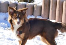 15 Most Skilled Escape Artist Dog Breeds