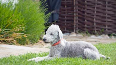 Price of a Bedlington Terrier puppy by region of the United States [2024]