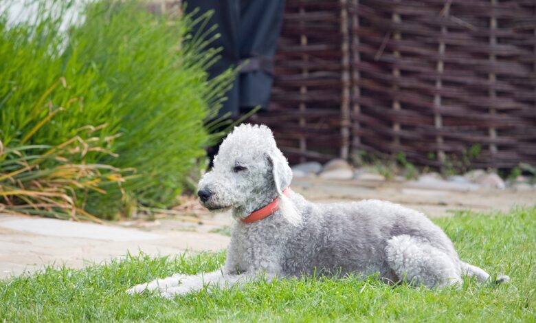 Price of a Bedlington Terrier puppy by region of the United States [2024]