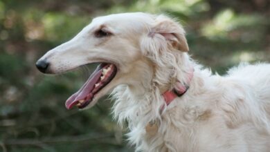 Price of a Borzoi puppy by region of the United States [2024]