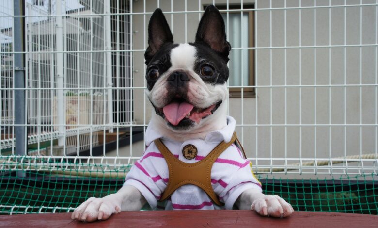 The 6 most unique qualities of the Boston Terrier