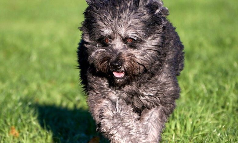 Price of a Bouvier des Flandres puppy by region of the United States [2024]