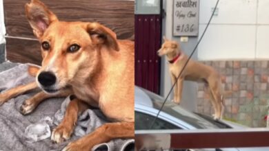 The couple spent $15,000 on the adopted stray dog