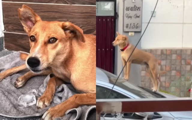 The couple spent $15,000 on the adopted stray dog