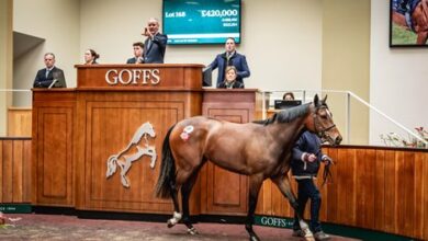 Havana Gray Filly Heads recording date for Goffs Doncaster