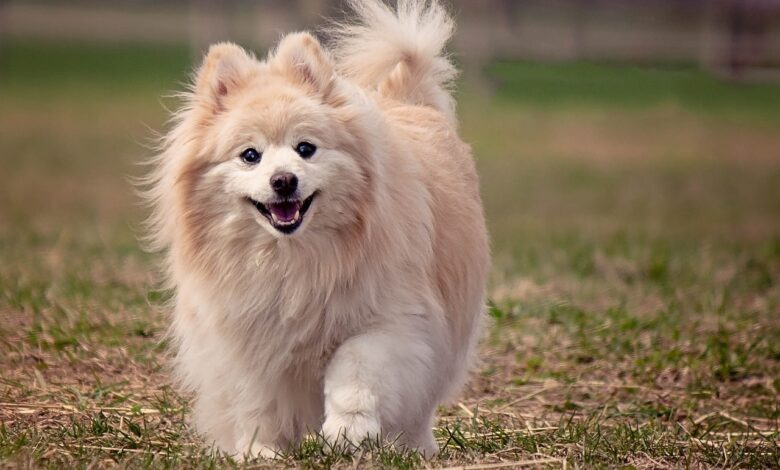 The 6 most unique qualities of Pomeranians