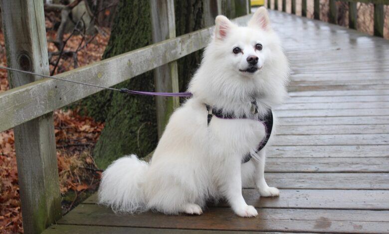 Price of an American Eskimo Dog by region of the United States [2024]