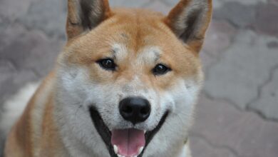 25 adorable things about Shiba Inus