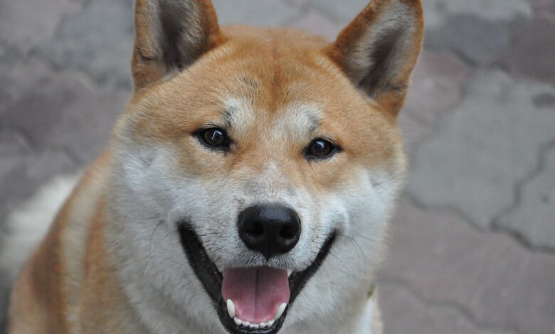 25 adorable things about Shiba Inus