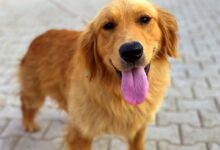 The 10 best behaved dog breeds