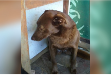 Depressed Dog Who Was Alone in a Shelter for 2 Years, 'Recognized' a Familiar Smell