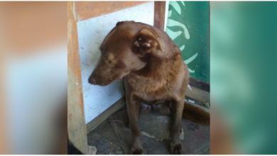 Depressed Dog Who Was Alone in a Shelter for 2 Years, 'Recognized' a Familiar Smell