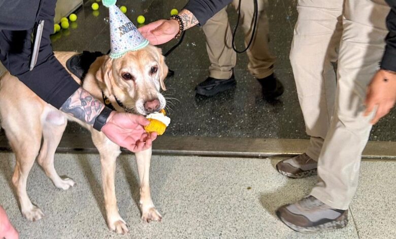 TSA threw the cutest retirement party for 8-year-old bomb dog