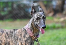 The 6 most unique qualities of Greyhounds