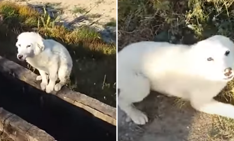 The stray dog ​​was overjoyed to be rescued and craved a loving belly rub