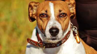 The 6 most unique qualities of Jack Russells