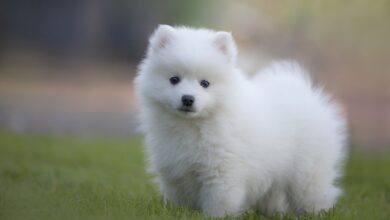 Price of a Japanese Spitz puppy by US region [2024]