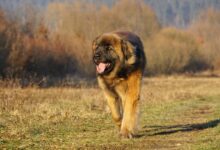 15 most majestic dog breeds on the planet