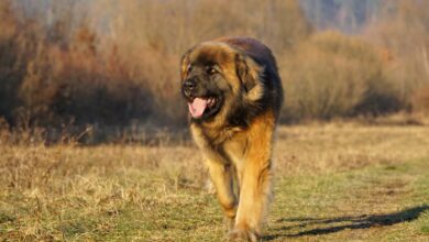 15 most majestic dog breeds on the planet