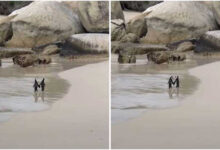 The penguin couple 'romantically' held hands while walking along the beach