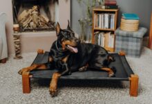 25 adorable things about Dobermans