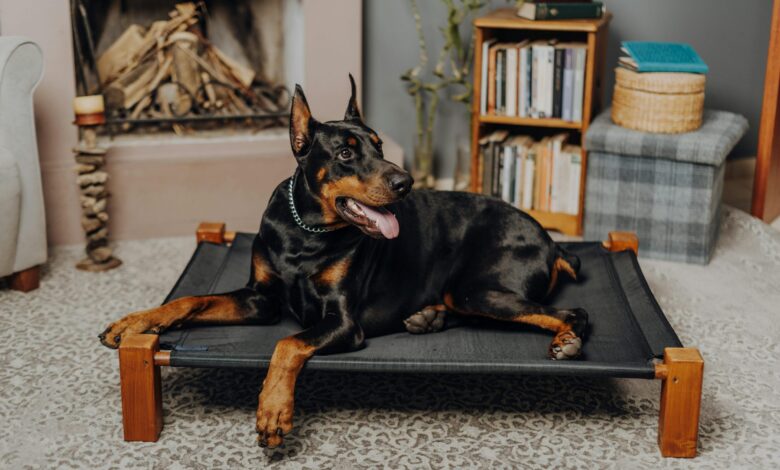 25 adorable things about Dobermans