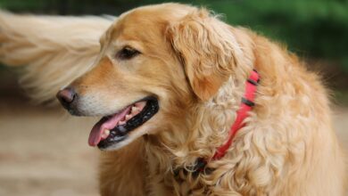 7 most unusual habits of Golden Retriever dogs