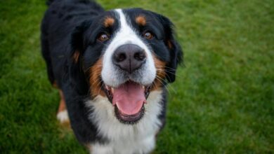 25 adorable things about Bernese mountain dogs