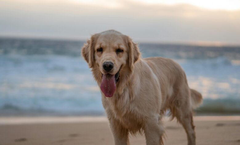 The 8 best water-loving dog breeds for beachgoers