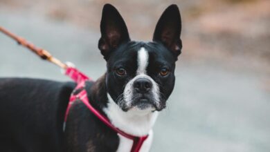 25 adorable things about Boston Terriers