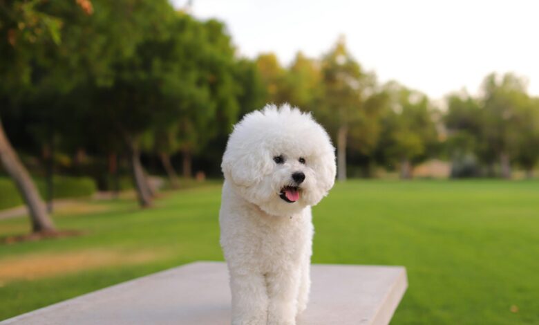 25 Things to Love About Bichon Frises