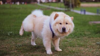 The 7 Weirdest Habits of Chow Chows