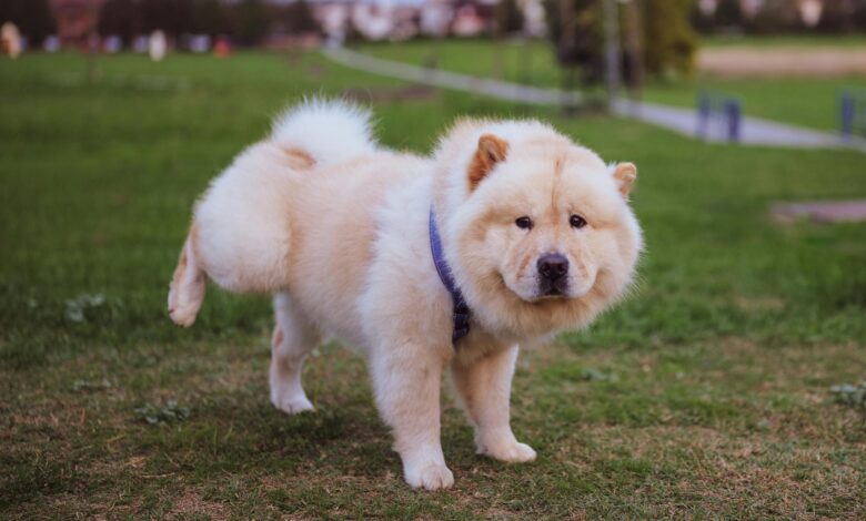 The 7 Weirdest Habits of Chow Chows