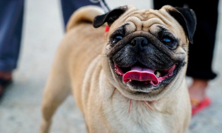 25 adorable things about Pug dogs