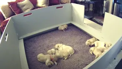 The puppy woke up and couldn't find his mother, but she came to help make things better
