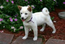 The 6 most unique qualities of Shiba Inus