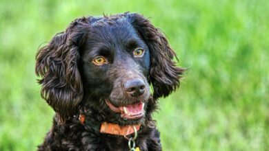 Price of a Boykin Spaniel puppy by region of the United States [2024]