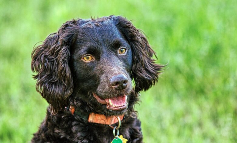 Price of a Boykin Spaniel puppy by region of the United States [2024]