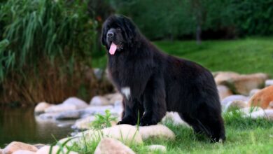 The 7 most unusual habits of Newfoundlands