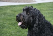 Price of a Black Russian Terrier by US region [2024]