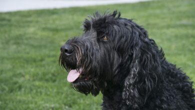 Price of a Black Russian Terrier by US region [2024]